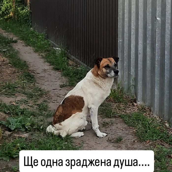 Віддам собаку в надійні руки