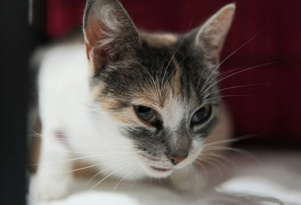 Lilka szuka domu w całej Polsce