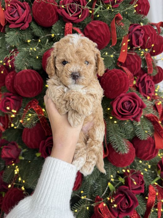 Красиві цуценятка мальтипу