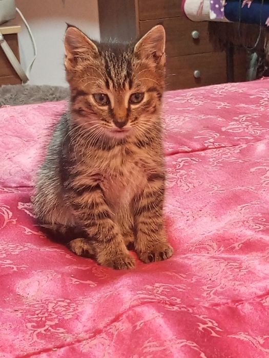 Кошенятко шукає люблячу родину