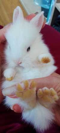 Декоративний карликовий торчевухий кролик Львіноголовий