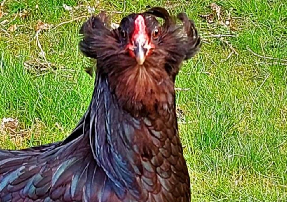 Kury ekologiczne naturalne ściółkowe  kury araucany Rosy araucany