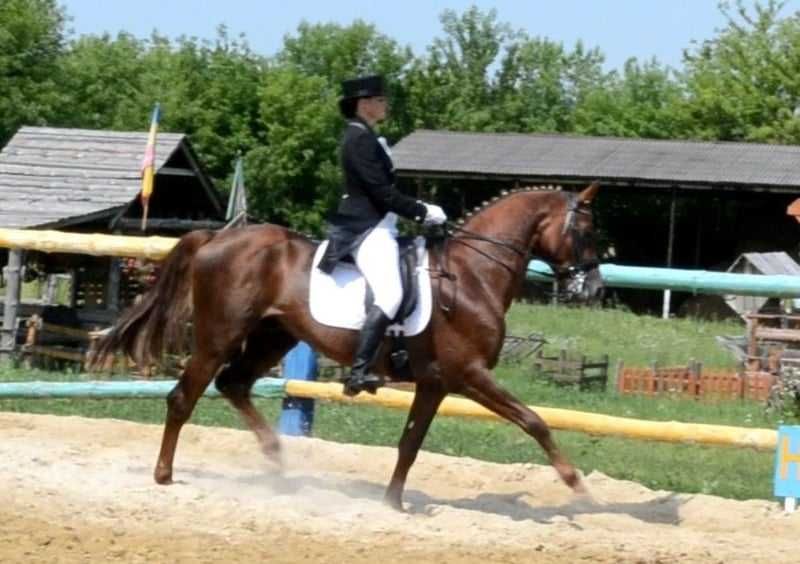 Ogier traken - 15 lat