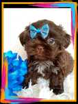 GOTOWY DO ODBIORU czekoladowy piesek rasy Shih-Tzu