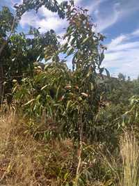 Jambolão (Syzygium cumini)