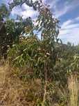 Jambolão (Syzygium cumini)