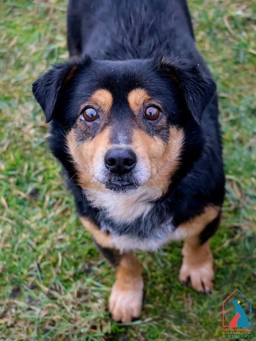 Żabcio 568/24 - SZUKA DOMU!