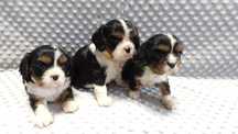 Cavalier King charles spaniel- urocze maluchy