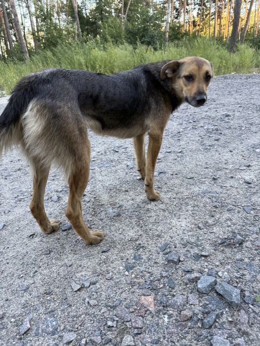 Руда самка стерилізована дівчинка безкоштовно в добрі руки