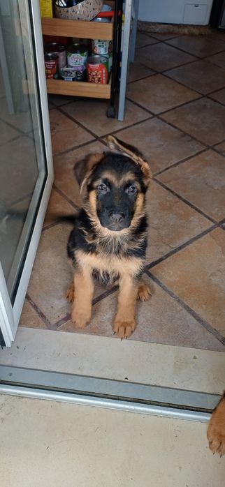 Cão pastor alemão