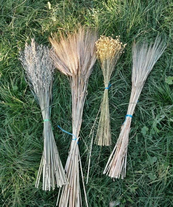 Сухоцвіти злаклві пшениця вусата ,  ячмінь та льон