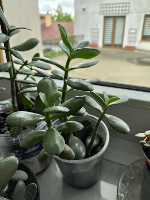 Drzewka szczescia grubosz sukulent