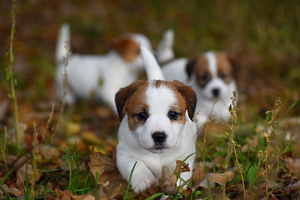 Jack Russell Terrier FCI ZKwP