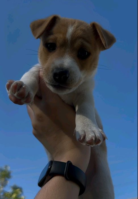 Джек Рассел тер'єр