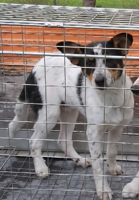 Młode psy do adopcji. Znaleziono w gm. Sokoły