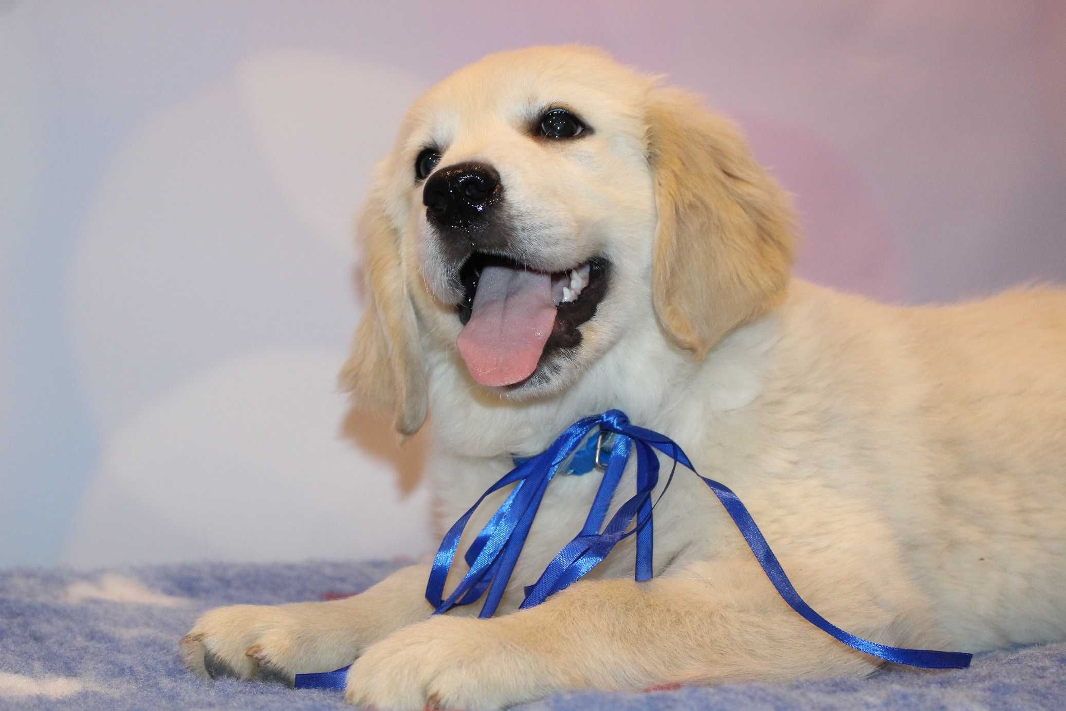 Golden retriever Zkwp FCI gotowy do odbioru