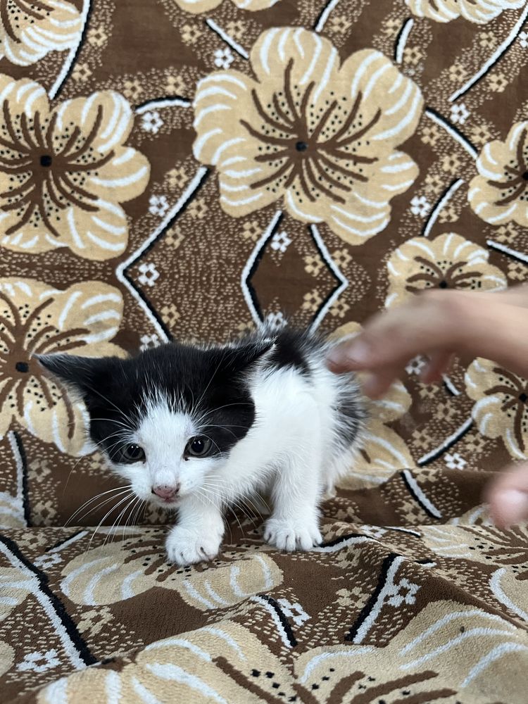 Віддам в добрі руки кошенят