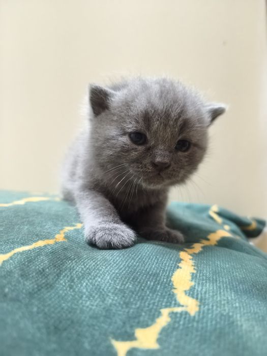 Koty Brytyjskie, rodowód, grudzień odbiór, blue