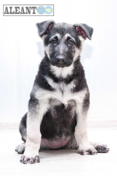 Щенки ВЕО - Цуценята СЄВ (ВЕО)  вже доступні! документи КСУ