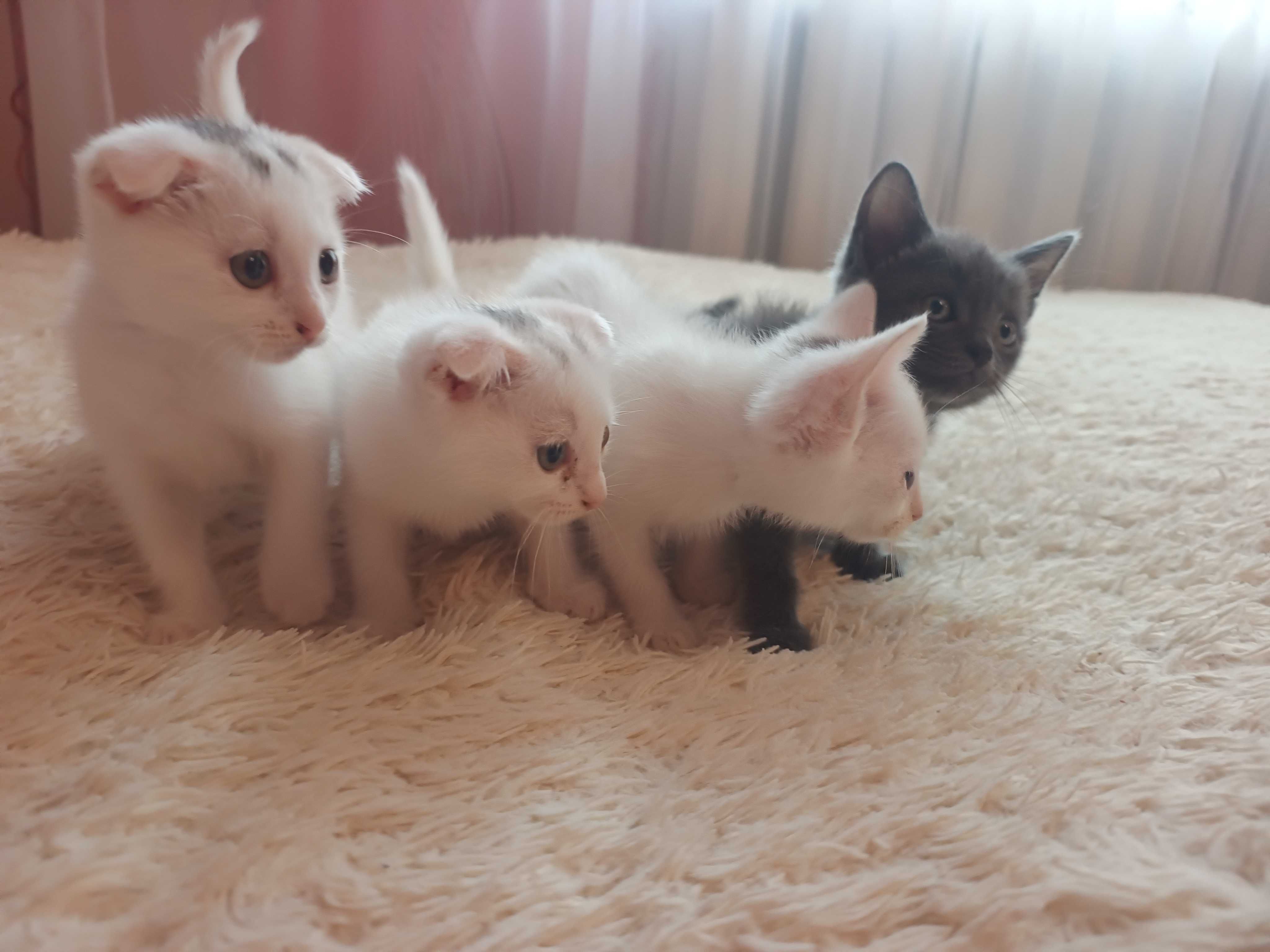 Британські кошенята .