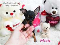 Suczka Mika Ratlerek XS! MINI ! Pinczer miniaturowy z Rodowodem