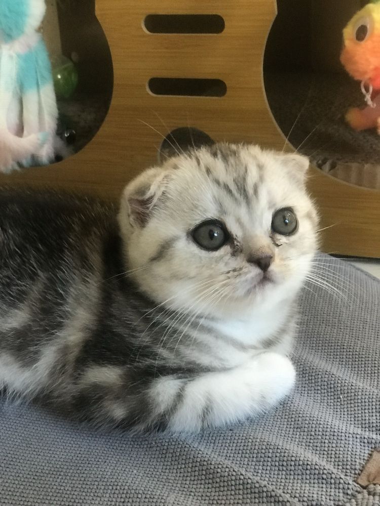 Котик шотландский 1,5 месяца