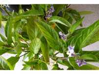 Planta Pera meloas