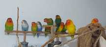 Agapornis Fischers .