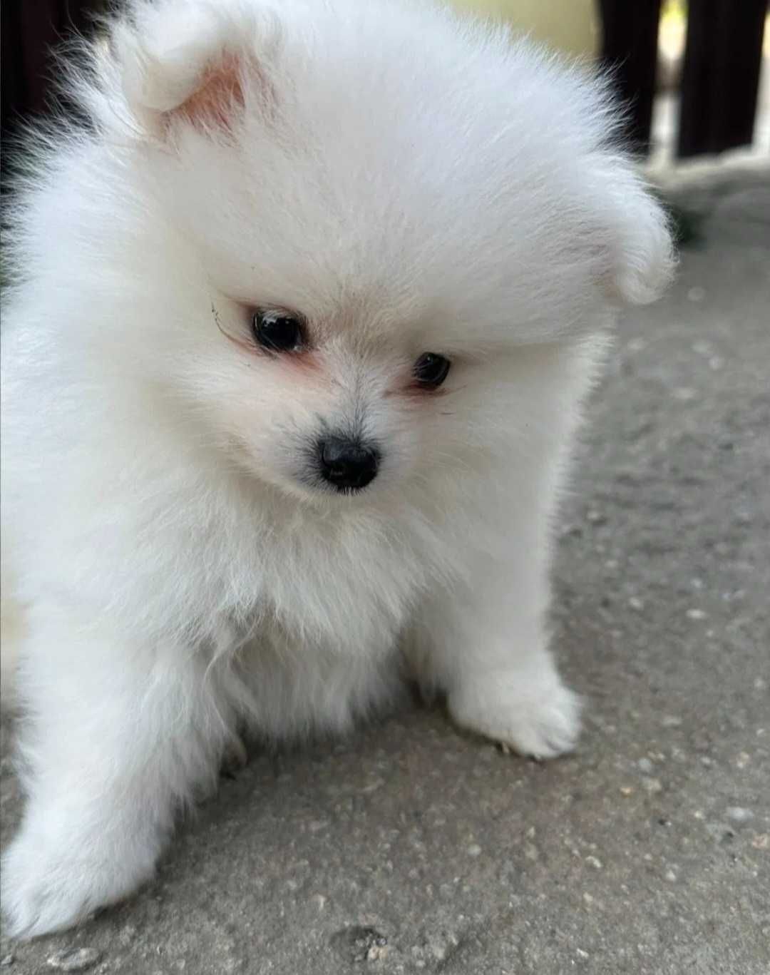 Lulu da Pomerânia macho Anao