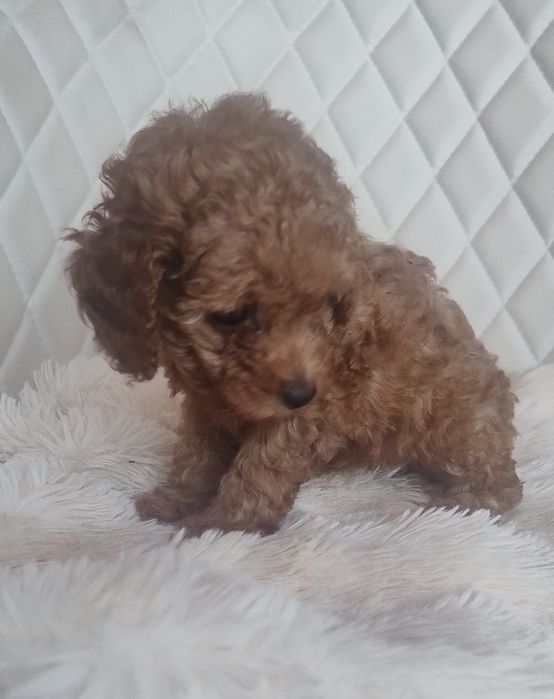 Cudna Maleńka Suczka Red Brown  - Pudel Toy - Już Do Odbioru!