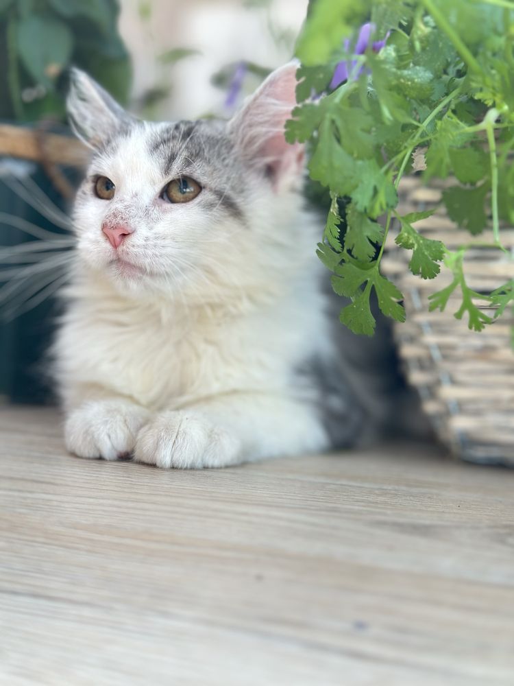 Maine Coon  kotka ostatnia