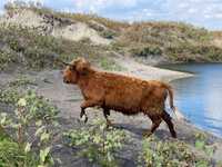 Шотландские коровы или корова Хайленд