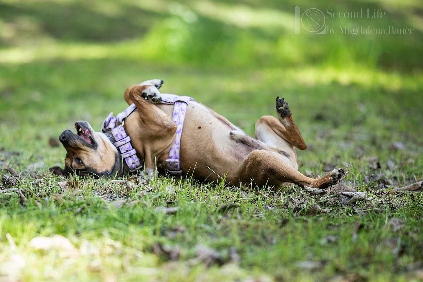 Mix amstaff Myszek szuka domu!