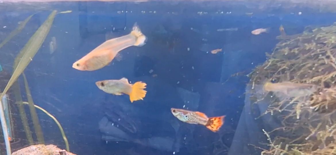 Guppys coloridos