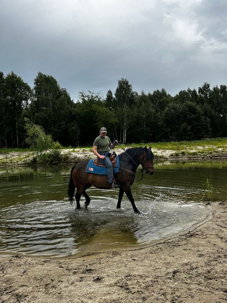 Sprzedam Klacz 
typ pogrubiany idealny koń dla osoby pocz