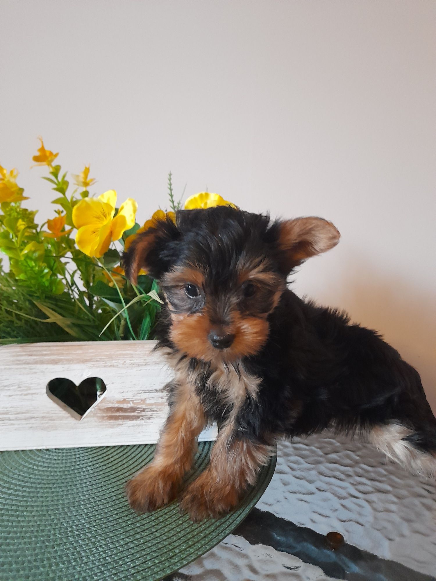 Piesek York Yorkshire Terrier