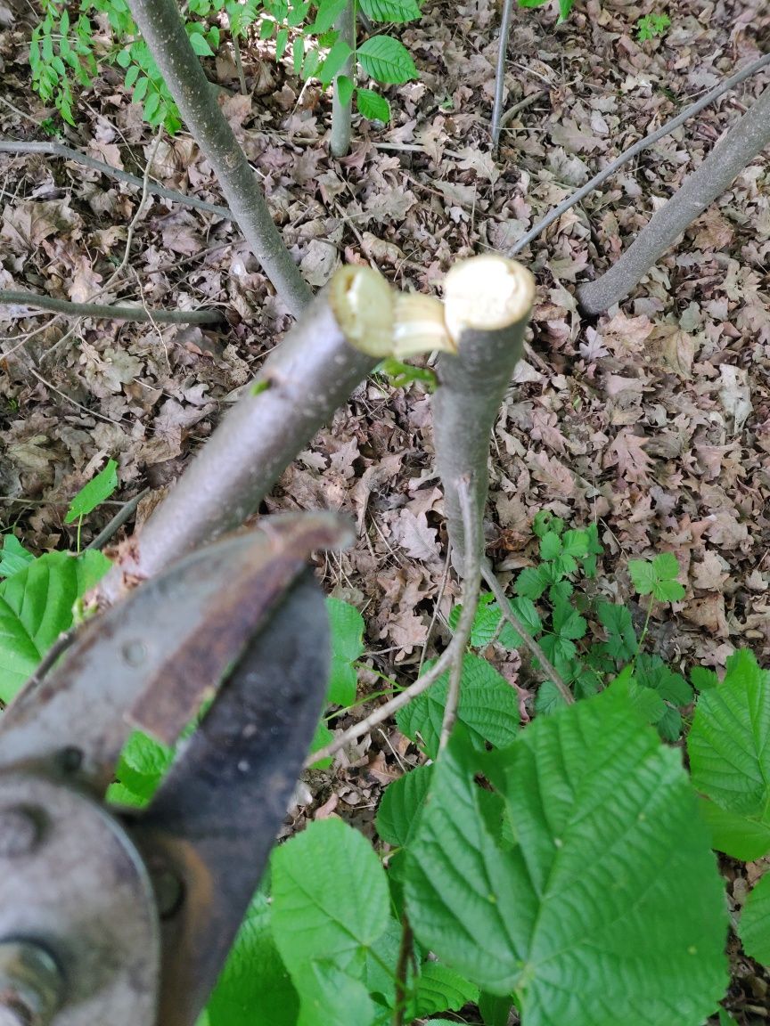 Sekator ogrodowy kowadełkowy teleskopowy używany