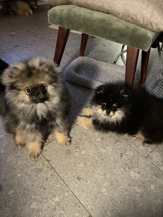 Spitz alemão anão fêmea - pelagem orange sable