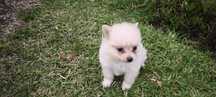 Spitz alemão anão Lulu da Pomerânia criado em ambiente familiar