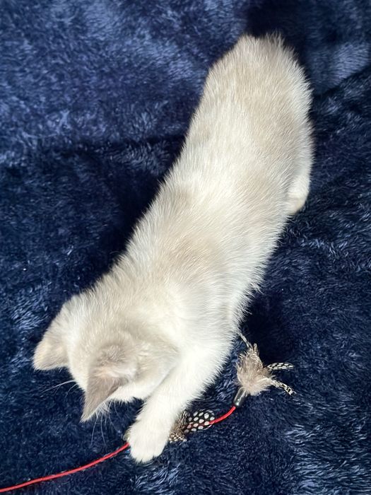 Дівчинка блю торті-поінт з білим