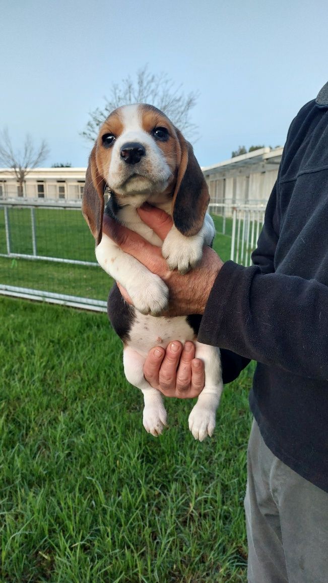 Cachorra Beagle top