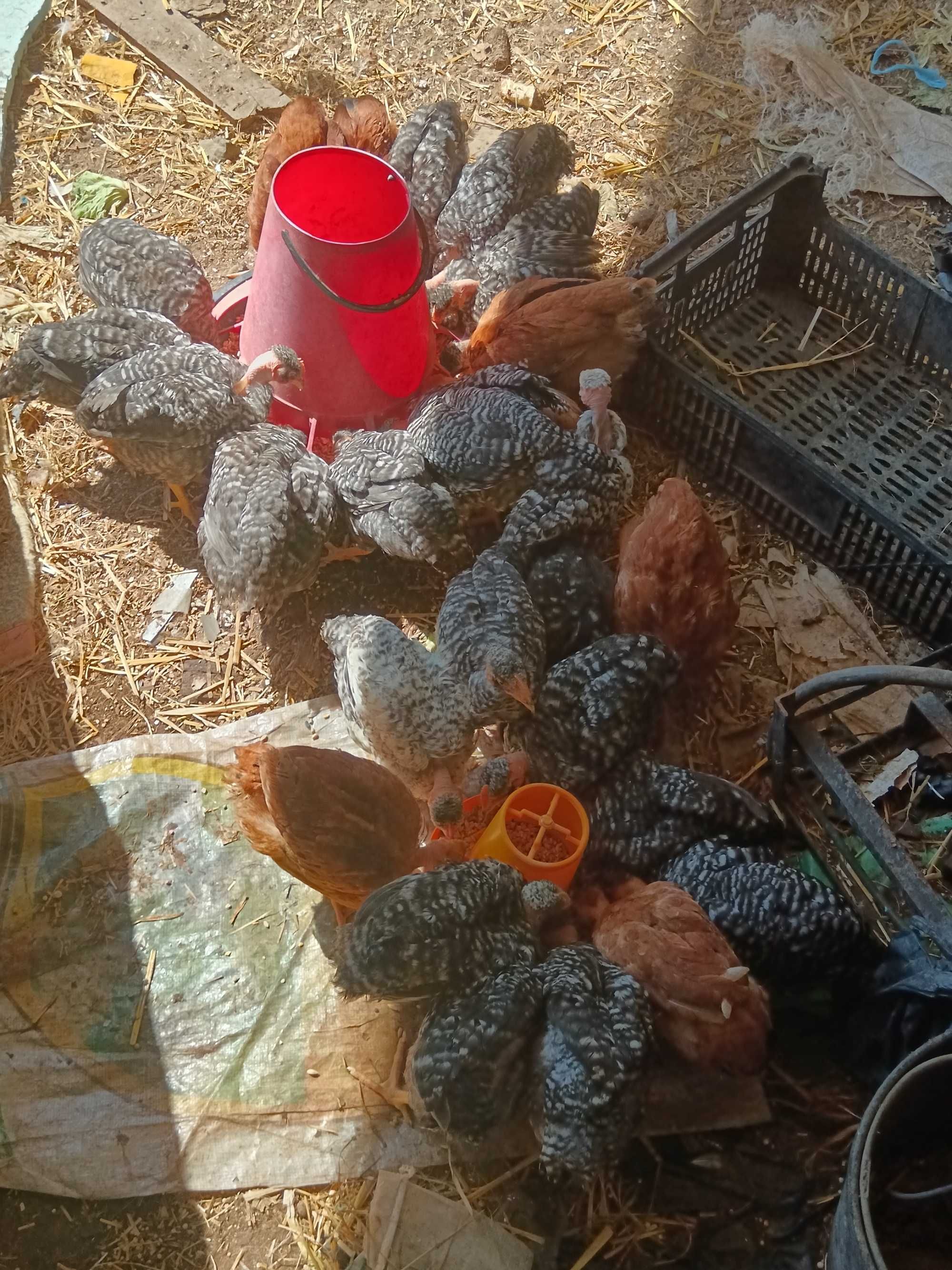 Frangos pedrês com 2 meses