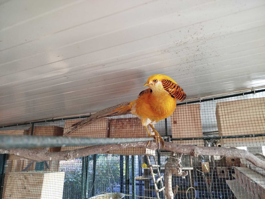 Vendo Faisão Gigi macho