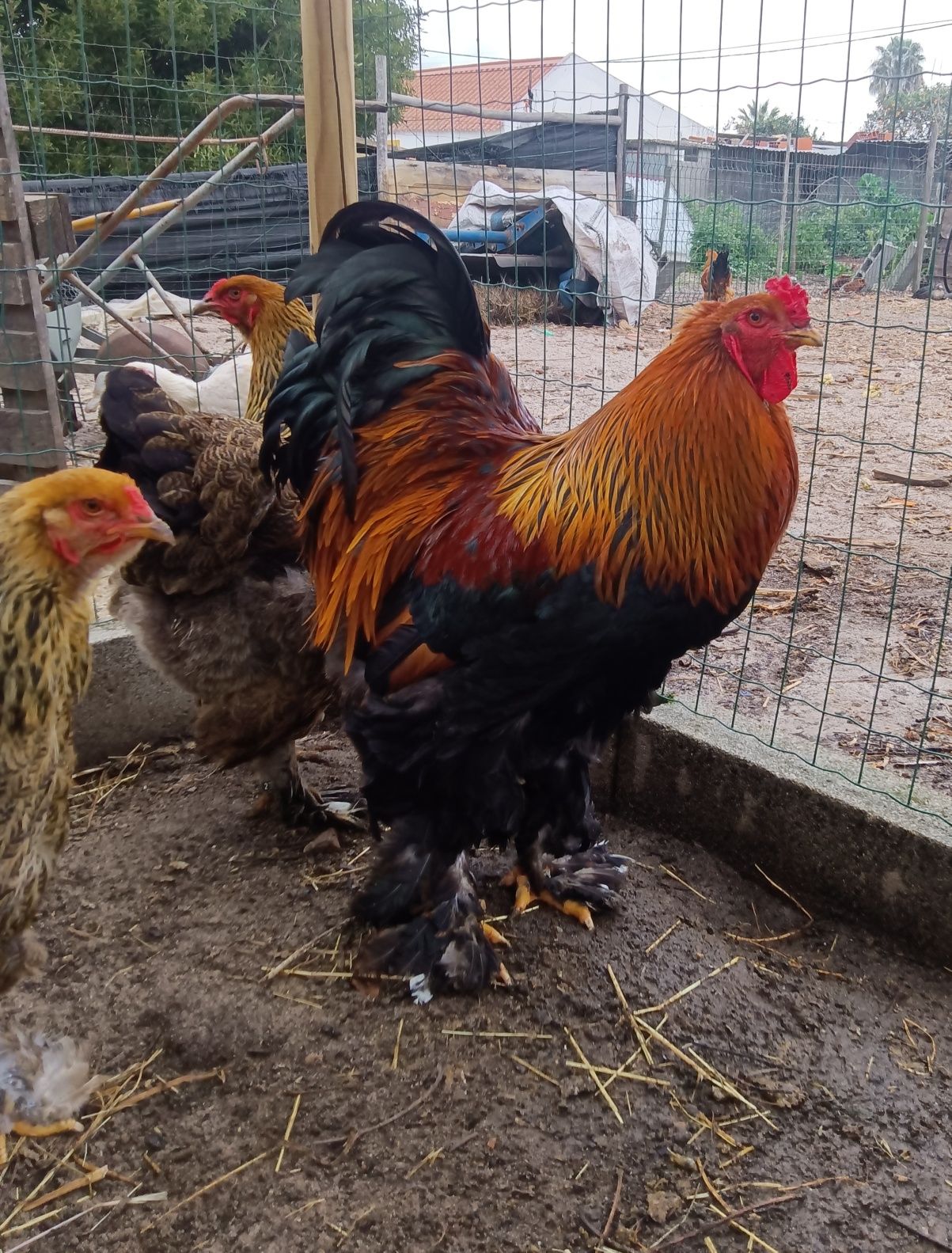 Pintos de Brahma Perdiz