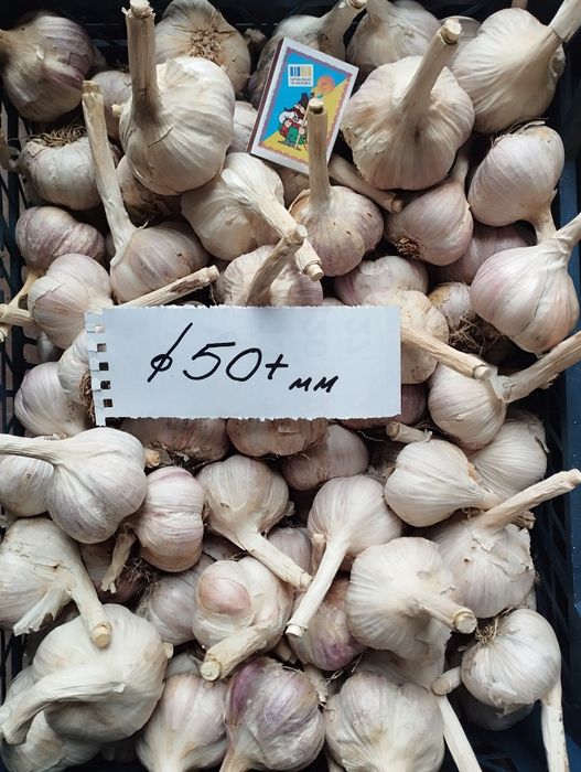Часник посадковий Любаша ПЕРША репродукція