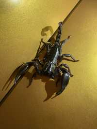 skorpion heterometrus silenus ex petersii