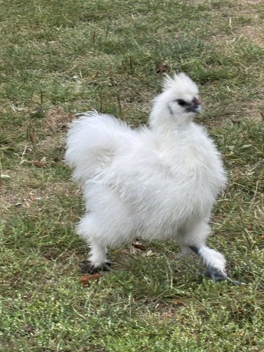 Kogut Silka - biały