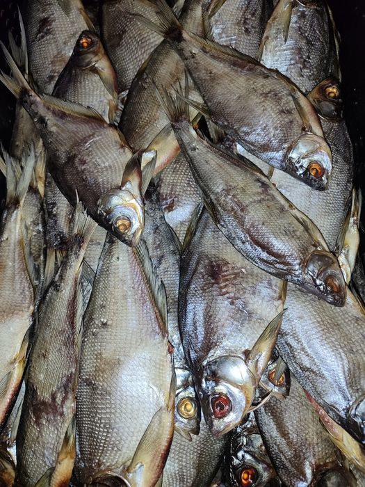 В'ялена густера в наявності опт та роздріб