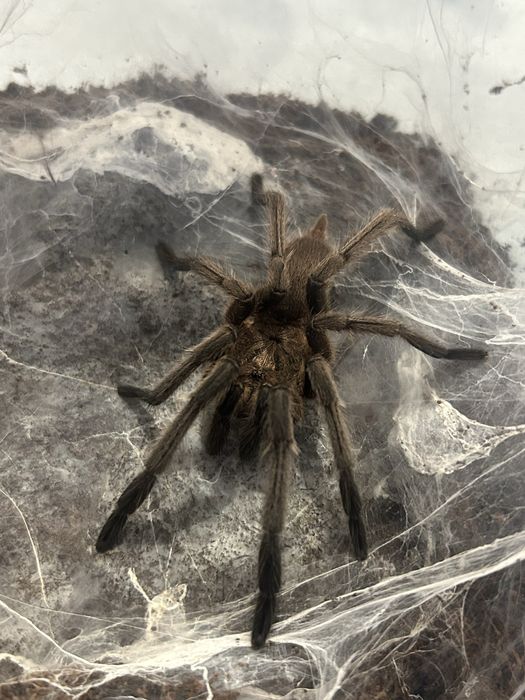 chilobrachys dyscolus black
