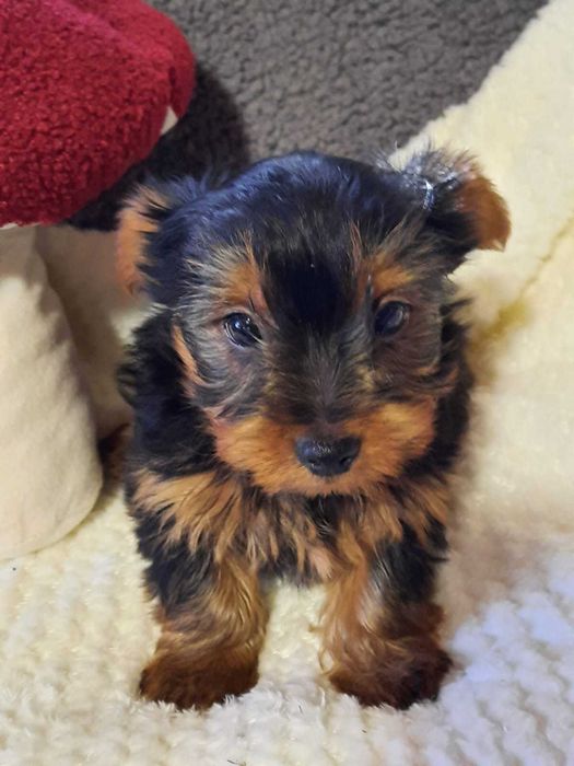 Yorkshire terrier